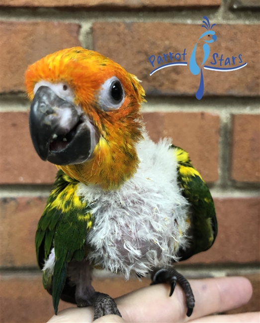 Sun Conure - Male