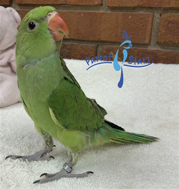 Indian Ringneck Parakeet - Female