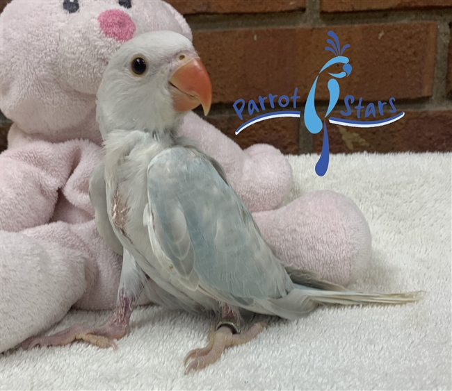 Indian Ringneck Parakeet - Female