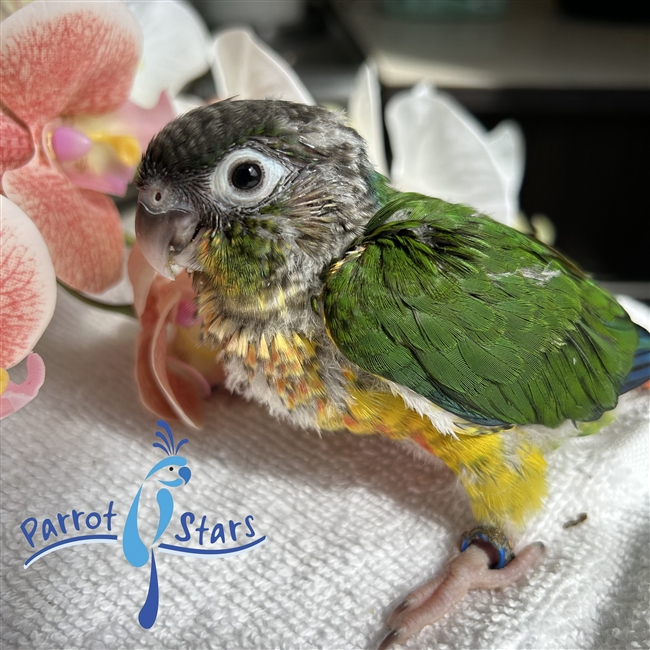 Green Cheek Conure - Yellow Side - Male