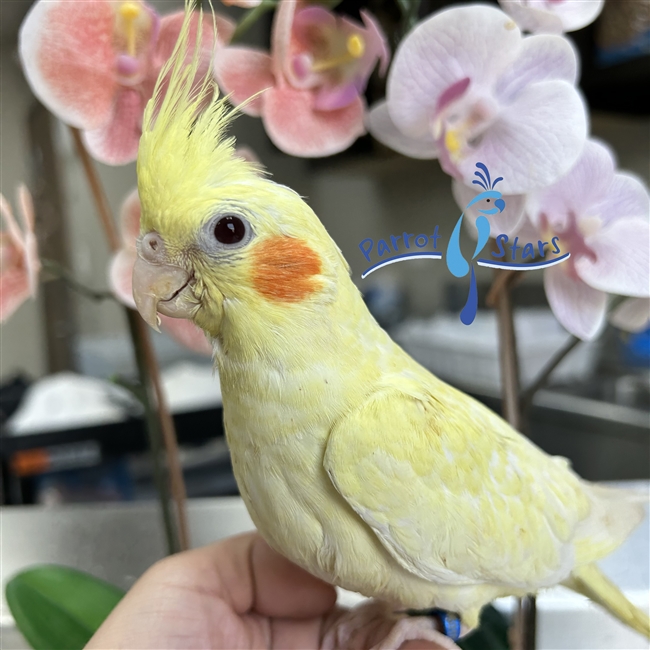 Cockatiel - Lutino - Female