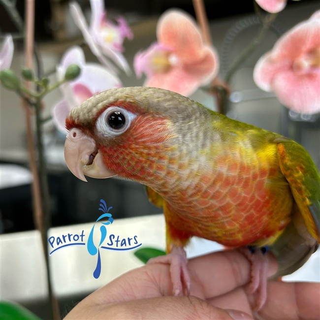 Green Cheek Conure - Pineapple - Female