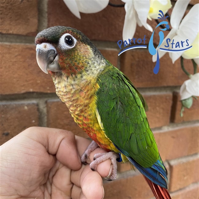 Green Cheek Conure - Yellow Side - Female