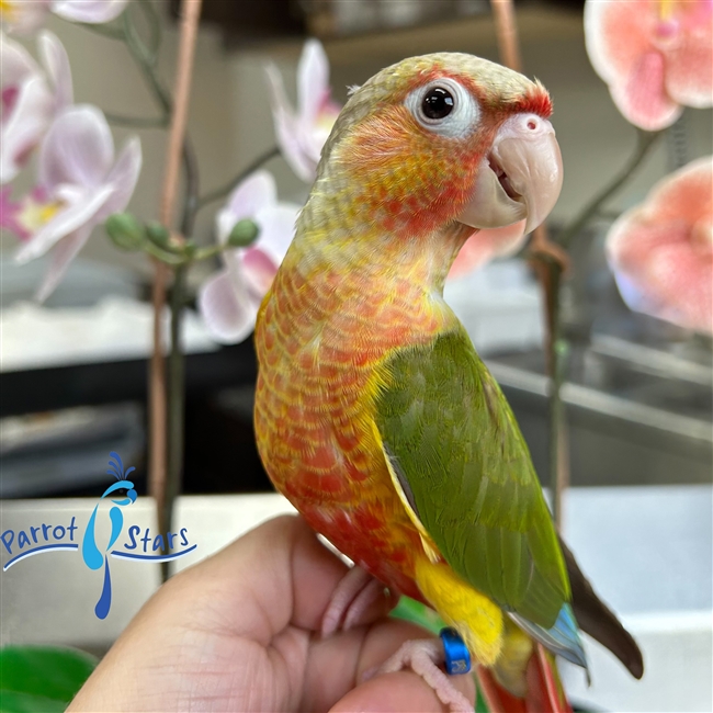 Green Cheek Conure - Pineapple - Male