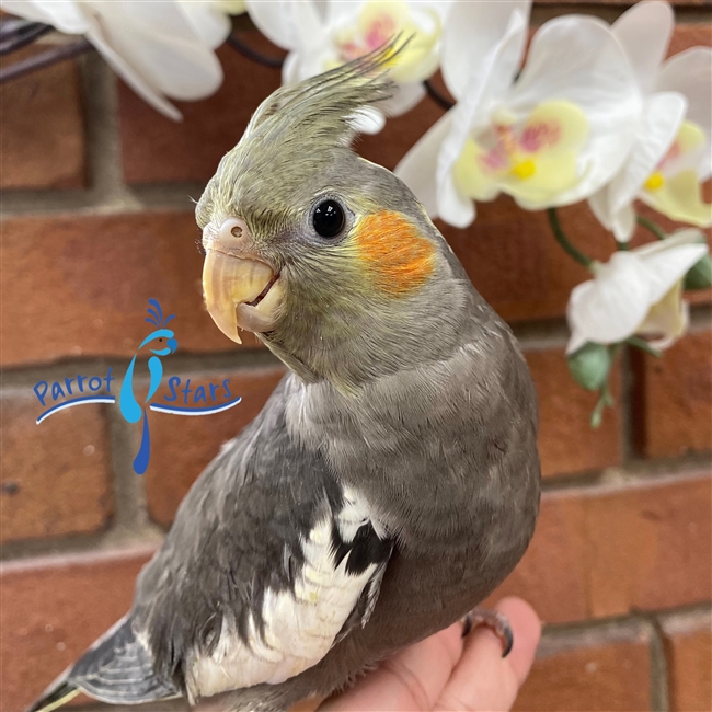 Cockatiel - Grey - Male