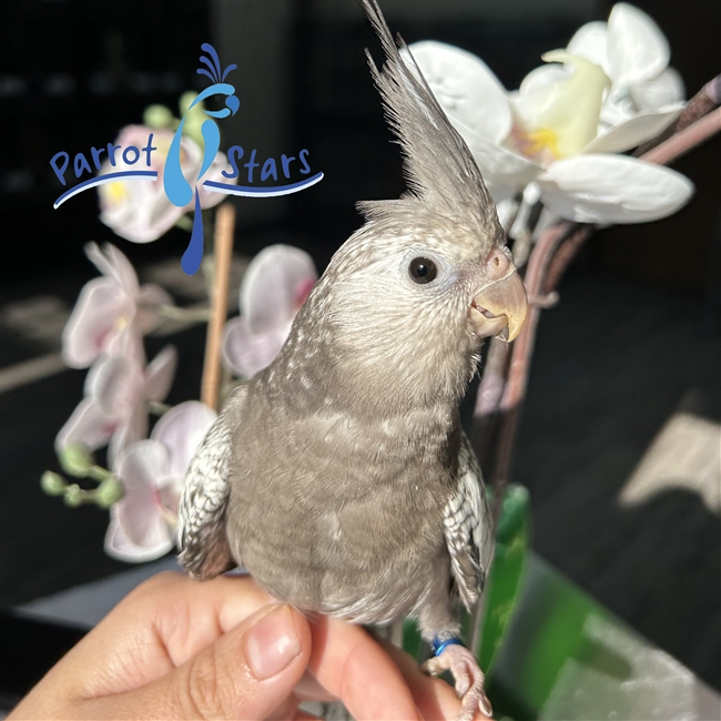 Cockatiel - White Face Grey Pearl - Female