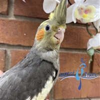 Cockatiel - Grey - Male