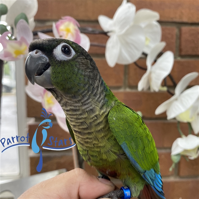 Green Cheek Conure - Normal - Female