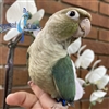 Green Cheek Conure - Turquoise Cinnamon - Female