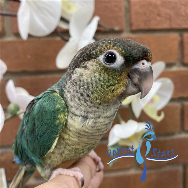 Green Cheek Conure - Turquoise Yellow Side - Female