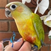 Green Cheek Conure - Dilute - Male