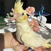 Cockatiel - Lutino - Female