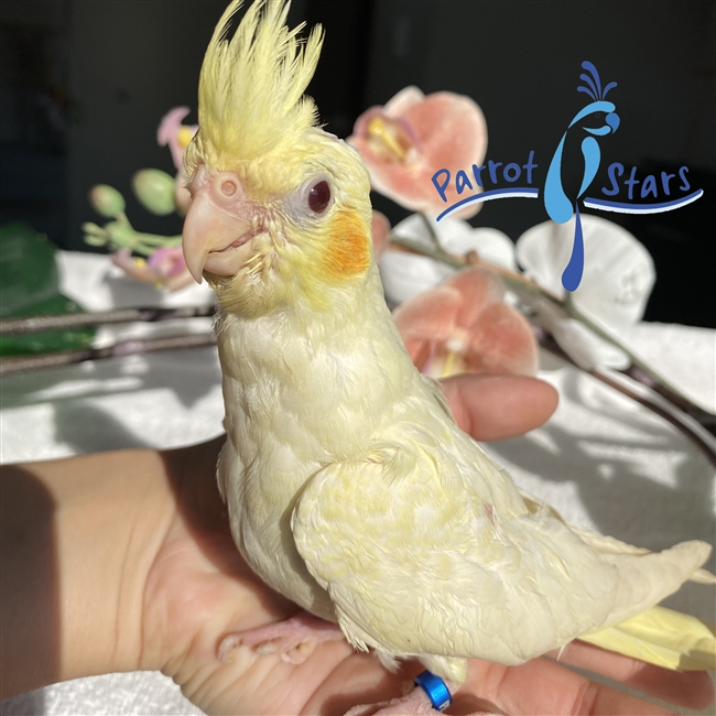 Cockatiel - Lutino - Female