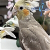 Cockatiel - Cinnamon - Female