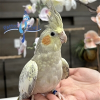 Cockatiel - Cinnamon Pearl - Female