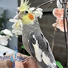 Cockatiel - Grey - Male