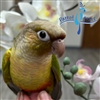 Green Cheek Conure - Cinnamon - Male