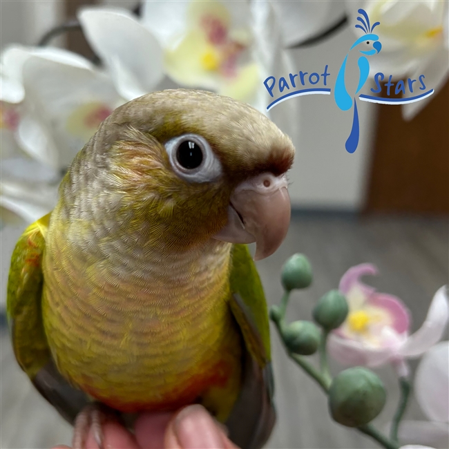 Green Cheek Conure - Cinnamon - Male