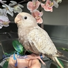 Cockatiel - White Face Cinnamon Pearl - Female