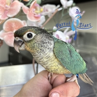 Green Cheek Conure - Turquoise Yellow Sided - Female