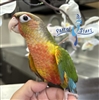 Green Cheek Conure - Pineapple - Female