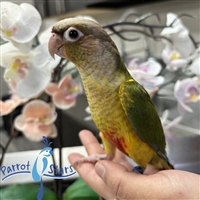 Green Cheek Conure - Pineapple - Female