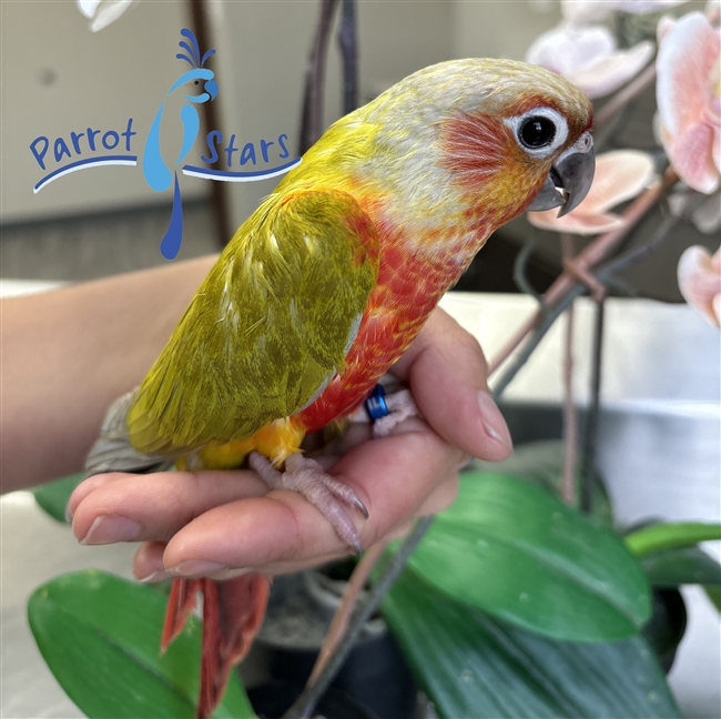 Green Cheek Conure - Dilute - Male