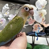 Green Cheek Conure - Cinnamon - Male