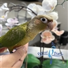 Green Cheek Conure - Cinnamon - Male