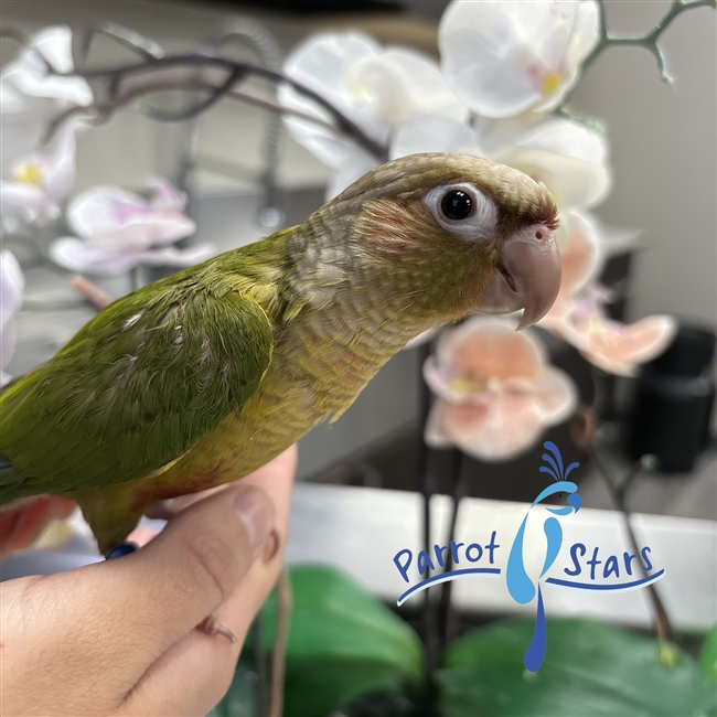 Green Cheek Conure - Cinnamon - Male