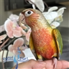 Green Cheek Conure - Pineapple - Female