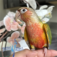 Green Cheek Conure - Pineapple - Female