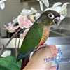 Green Cheek Conure - Yellow Sided- Male