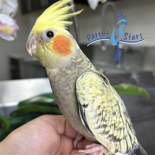 Cockatiel - Grey Pearl - Female