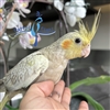 Cockatiel - Cinnamon Pearl - Female