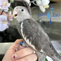 Cockatiel - White Face Grey - Male