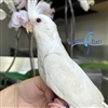 Cockatiel - Albino - Female