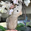 Cockatiel - Cinnamon White Face - Female