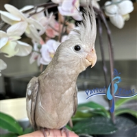 Cockatiel - Cinnamon White Face - Female