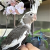 Cockatiel - White Face Grey Pied- Female