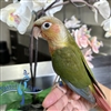 Green Cheek Conure - Pineapple - Male