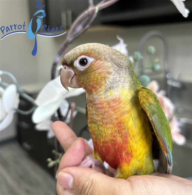 Green Cheek Conure - Pineapple - Female