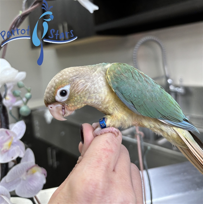 Green Cheek Conure - Turquoise Pineapple - Female