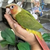 Green Cheek Conure - Pineapple - Female