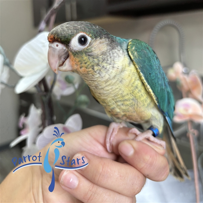 Green Cheek Conure - Turquoise Yellow Sided - Male