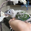 Green Cheek Conure - Yellow Sided - Male