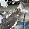 Cockatiel - White Face Grey Pied - Male