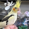 Cockatiel - Grey Pied - Female