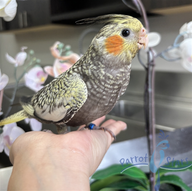 Cockatiel - Grey Pearl - Male