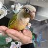 Green Cheek Conure - Pineapple - Male